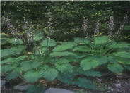 Hosta 'Elizabeth Brown'