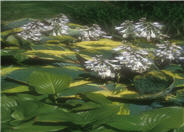 Hosta 'Francis Williams'