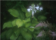 Hosta 'Gaucamole'