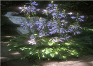 Hosta 'Glockenspiel'