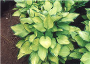 Hosta 'Gold Standard'