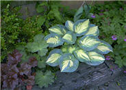 Hosta 'Great Expectations'