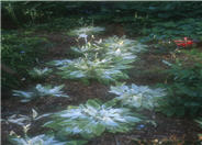 Mostly Ghosty Hosta