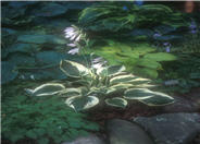 Hosta 'Patriot'
