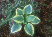 Hosta 'Robert Frost'