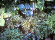 Stilleto Hosta