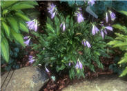 Sugar Plum Fairy Hosta