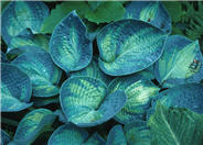 Hosta tokudama 'Aureonebulosa'