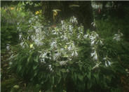 Hosta 'Tot Tot'