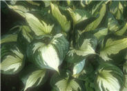 Hosta 'Whirlwind'