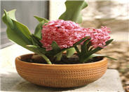 Hyacinthus orientalis