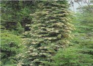 Hydrangea anomala petiolaris