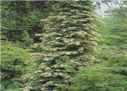 Climbing Hydrangea