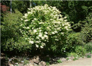 Peegee Hydrangea
