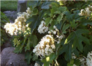 Sikes Dwarf Oakleaf Hydrangea