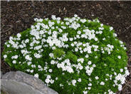 Little Gem Candytuft