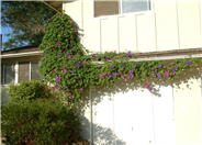 Morningglory