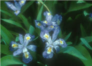Dwarf Crested Iris