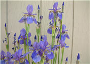 Iris sibirica 'Ceasar's Brother'