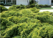 Juniperus x pfitzeriana 'Aurea'