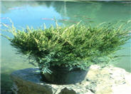 Mint Julep Juniper