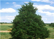 Spartan Columnar Juniper