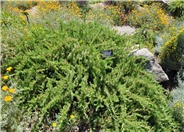 Shore Juniper