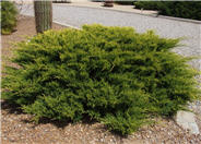 Juniperus sabina 'Scandia'