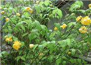 Double-flowered Kerria