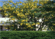 Laburnum x watereri 'Vossi'