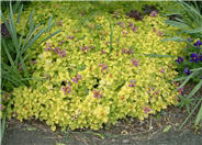 Aureum Dead Nettle