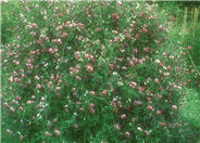 Annual Sweet Pea