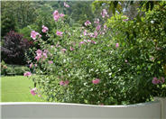 Tree Mallow