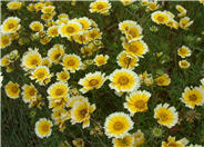 Tidytips
