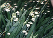 Summer Snowflake