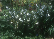 Spring Snowflake
