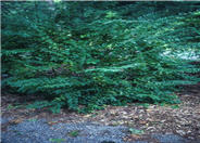 Ligustrum amurense