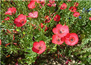 Annual Flowering Flax