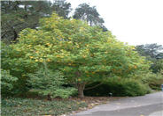 Liriodendron tulipifera