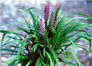 Lilac Beauty Lilyturf