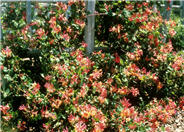 Goldflame Honeysuckle