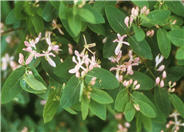 Lonicera tatarica