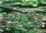 Lunaria annua