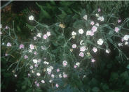 Lychnis coronaria 'Alba'