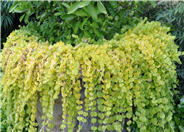 Lysimachia nummularia 'Aurea'