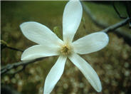 Magnolia salicifolia