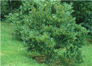 Magnolia stellata 'Centennial'