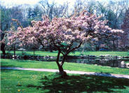 Malus cultivars