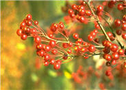 Malus sargentii
