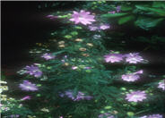Malva alcea